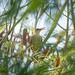 Saipan Reed Warbler - Photo (c) Dan LaVorgna, all rights reserved, uploaded by Dan LaVorgna