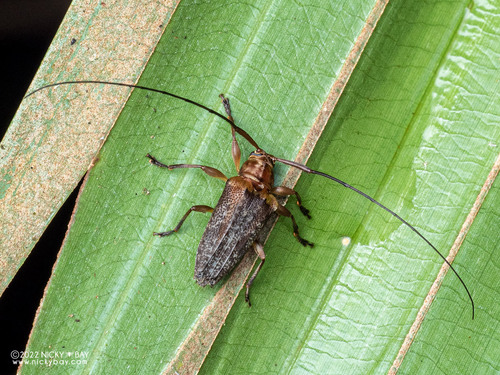 Nealcidion badium · iNaturalist
