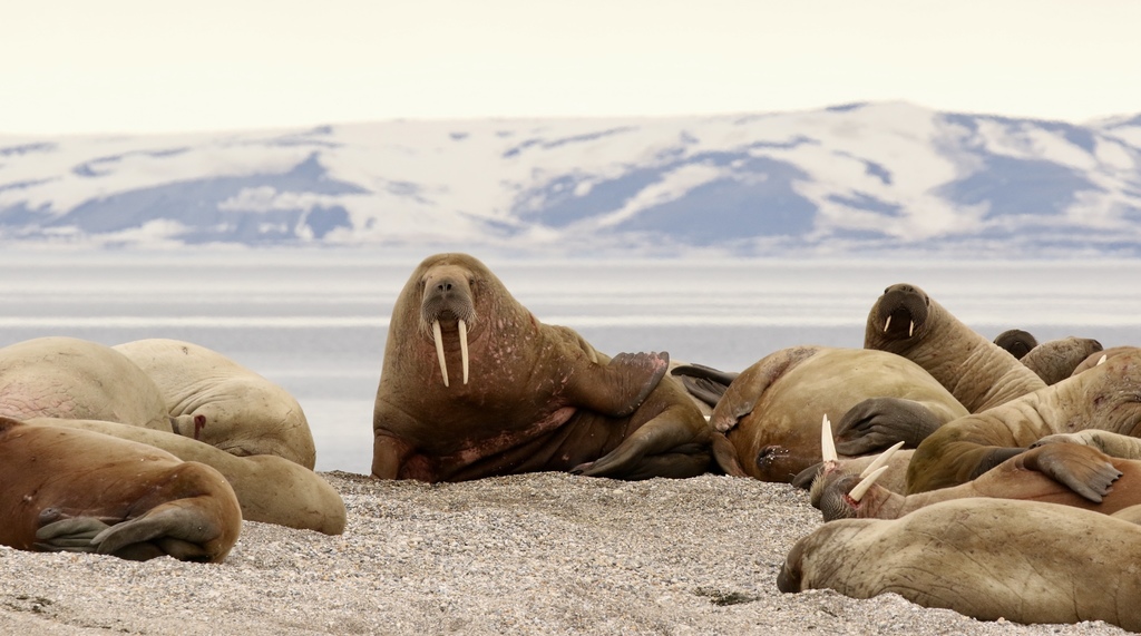 Walrus (Odobenus rosmarus) · iNaturalist