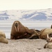 Atlantic Walrus - Photo (c) janeyd, all rights reserved, uploaded by janeyd