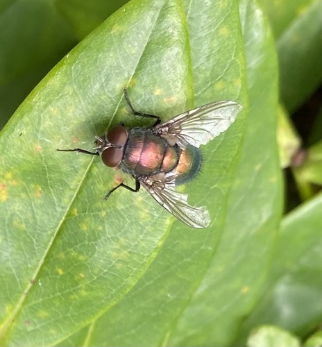 Lucilia nuotrauka
