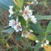 Trembleya parviflora - Photo (c) docinholele, kaikki oikeudet pidätetään