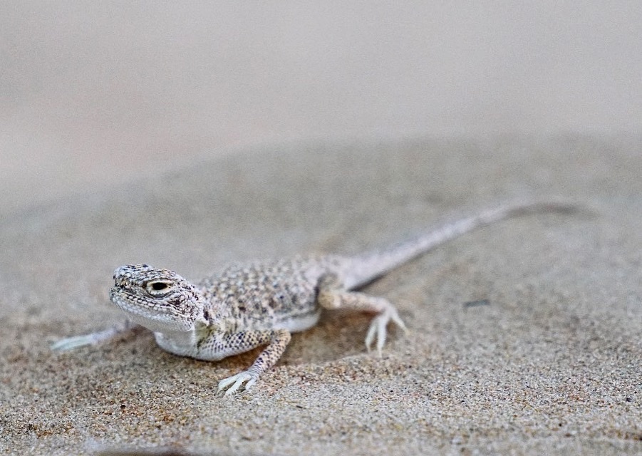 Arabian Toad-headed Agama