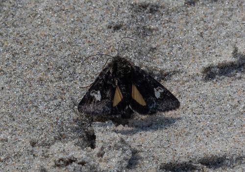 Small Dark Yellow Underwing