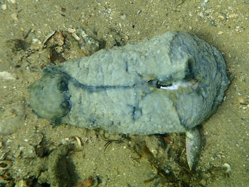Blunt-end Seahare
