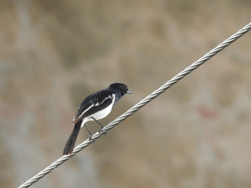 Oriental Magpie-Robin