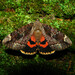 Betrothed Underwing - Photo (c) Kyle Warnecke, all rights reserved, uploaded by Kyle Warnecke