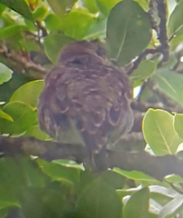 Cotinga amabilis image