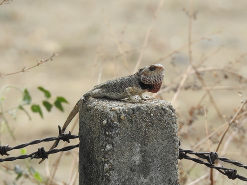 Indian Garden Lizard