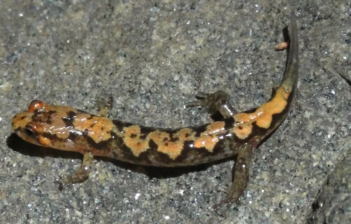 Ocoee Salamander