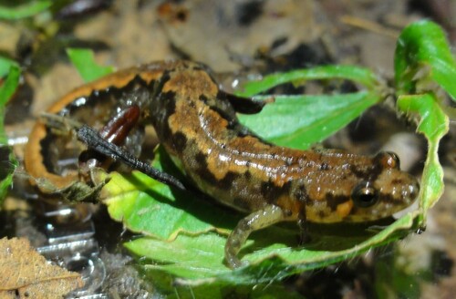 Ocoee Salamander