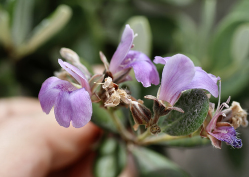 Euphronia guianensis