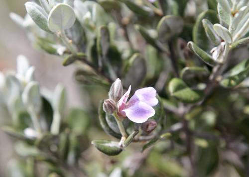 Euphroniaceae