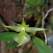 Epidendrum difforme - Photo 由 Daniel Mesa 所上傳的 (c) Daniel Mesa，保留所有權利