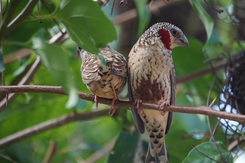 Cut-throat Finch