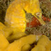 Observation photo