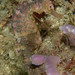 Observation photo