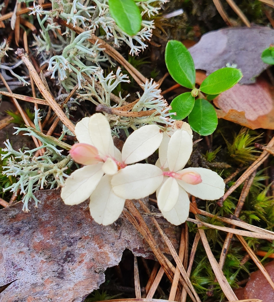 Lingonberry from 65300, Lietuva on July 10, 2022 at 04:48 PM by Austėja ...