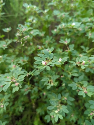 Acmispon denticulatus
