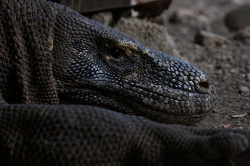 Komodo Dragon — seen at this dive site