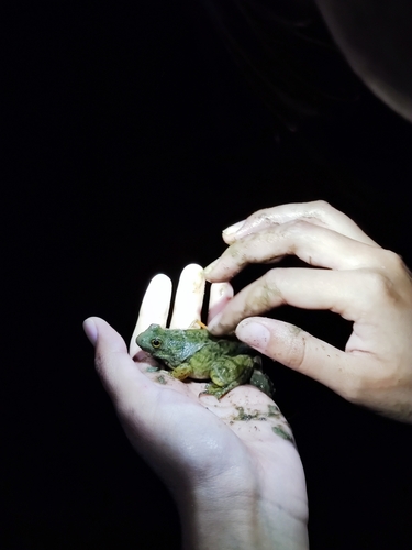 iNaturalist observation photo of American Bullfrog