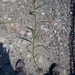 Setaria viridis pycnocoma - Photo (c) paolapalazzolo, todos los derechos reservados, subido por paolapalazzolo