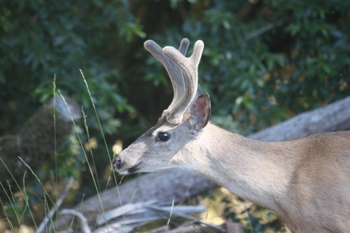 iNaturalist observation photo of Columbian Black-tailed Deer