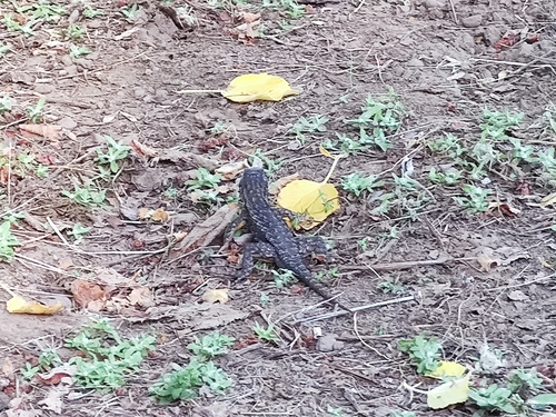 iNaturalist observation photo of Western Fence Lizard