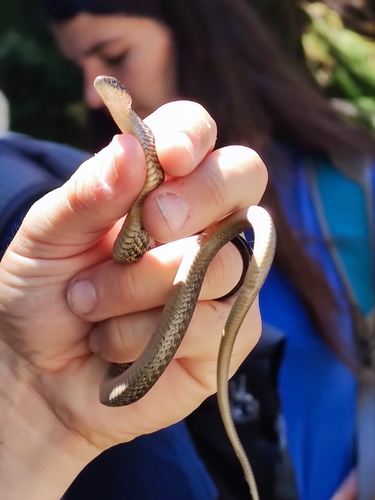 iNaturalist observation photo of Oregon Aquatic Garter Snake
