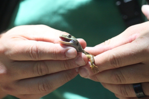 iNaturalist observation photo of Northern Alligator Lizard