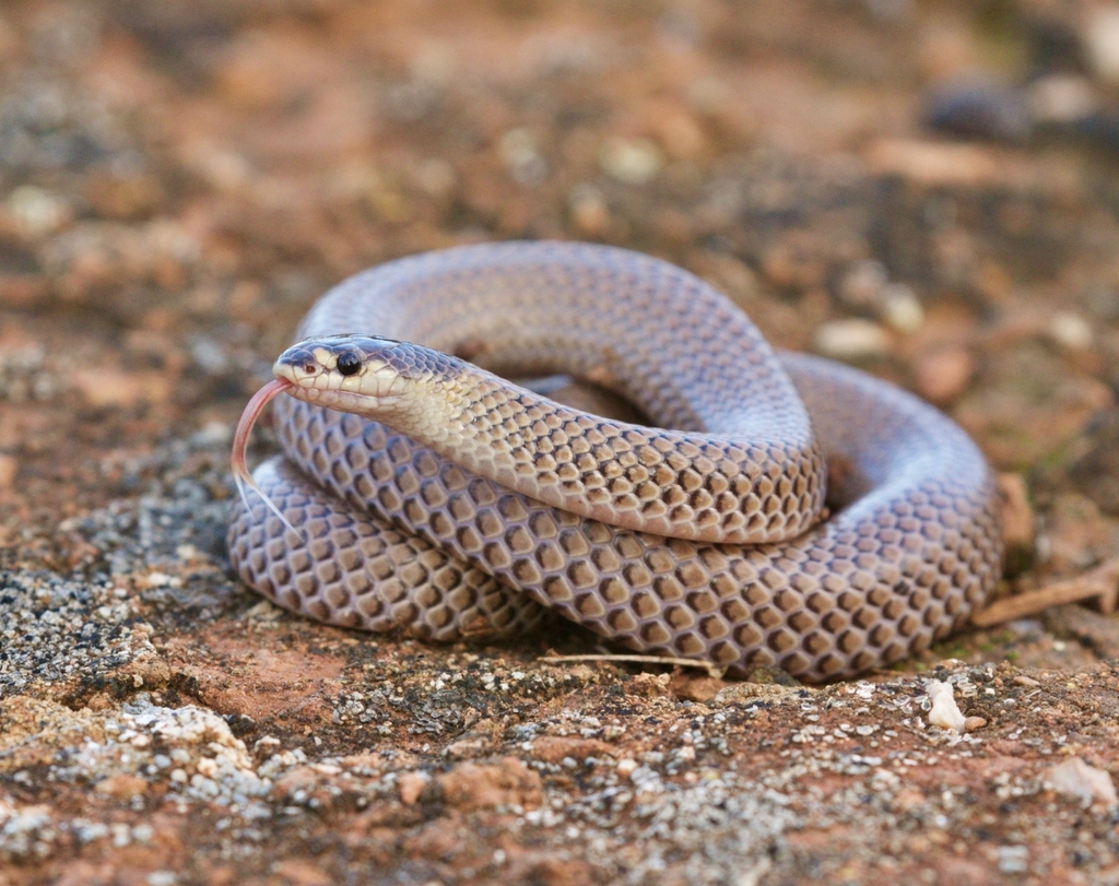 Gould's Hooded Snake from Nullarbor SA 5690, Australia on July 2, 2022 ...