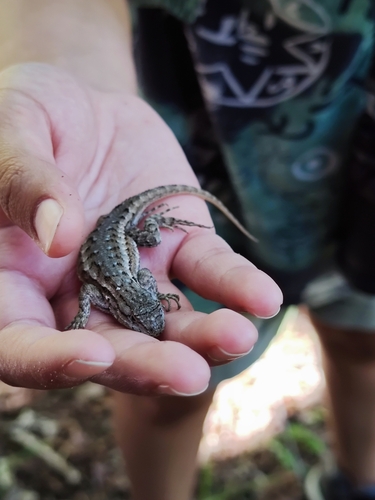 iNaturalist observation photo of Spiny Lizards