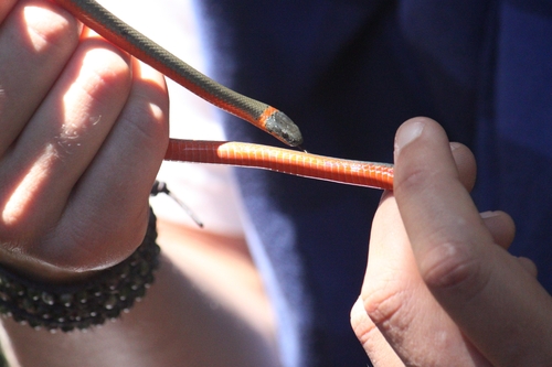 iNaturalist observation photo of Ring-necked Snake