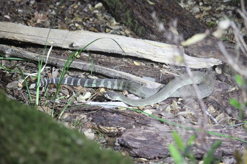 iNaturalist observation photo of Northern Pacific Rattlesnake