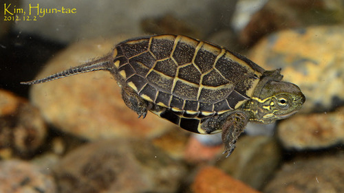 Chinese Pond Turtle