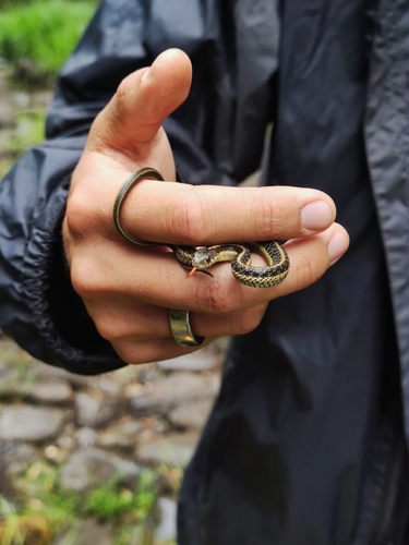 iNaturalist observation photo of Aquatic Garter Snake