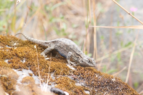 iNaturalist observation photo of Western Fence Lizard