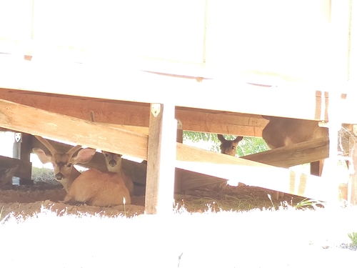 iNaturalist observation photo of Columbian Black-tailed Deer