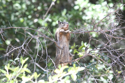 iNaturalist observation photo of Douglas's Ground Squirrel