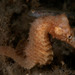Observation photo
