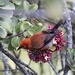 ʻApapane and Laysan Honeycreeper - Photo (c) Derick Carss, all rights reserved, uploaded by Derick Carss