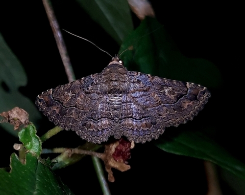 Kakopoda cincta