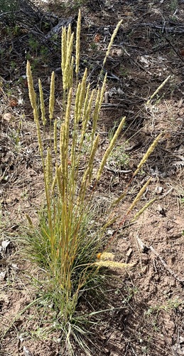 June grass foliage