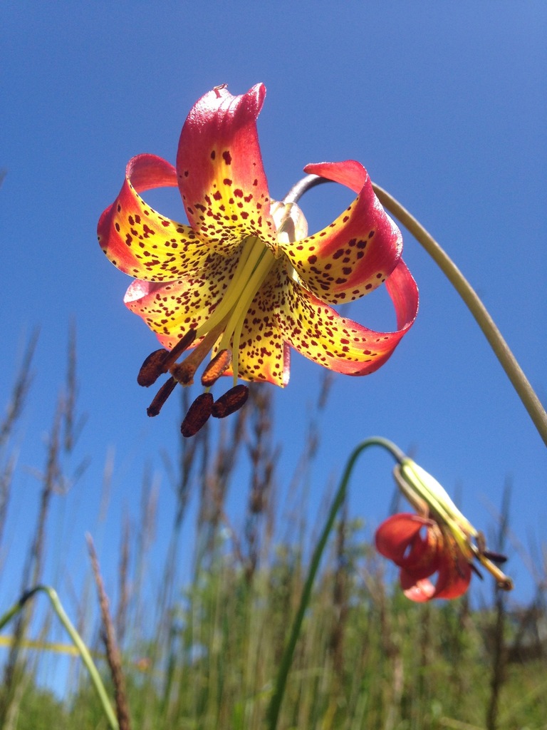 Azucenas (Género Lilium) · NaturaLista Mexico