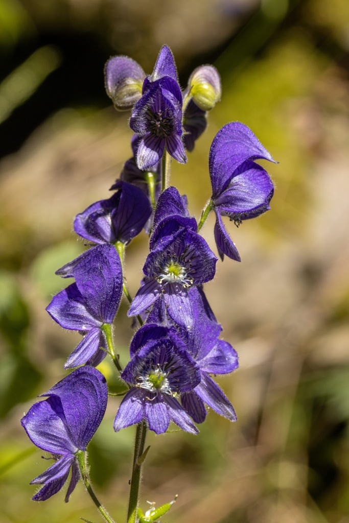 Northern Blue Monkshood in July 2022 by Mark · iNaturalist