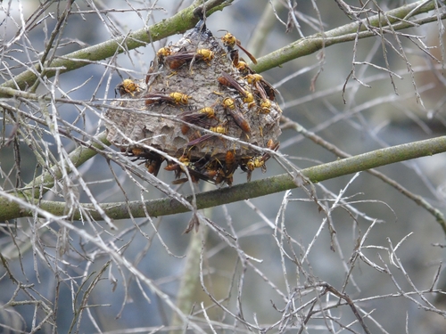 Subespecies Polistes rothneyi helvenacus · iNaturalist Mexico