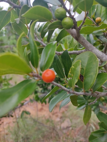 Putranjivaceae