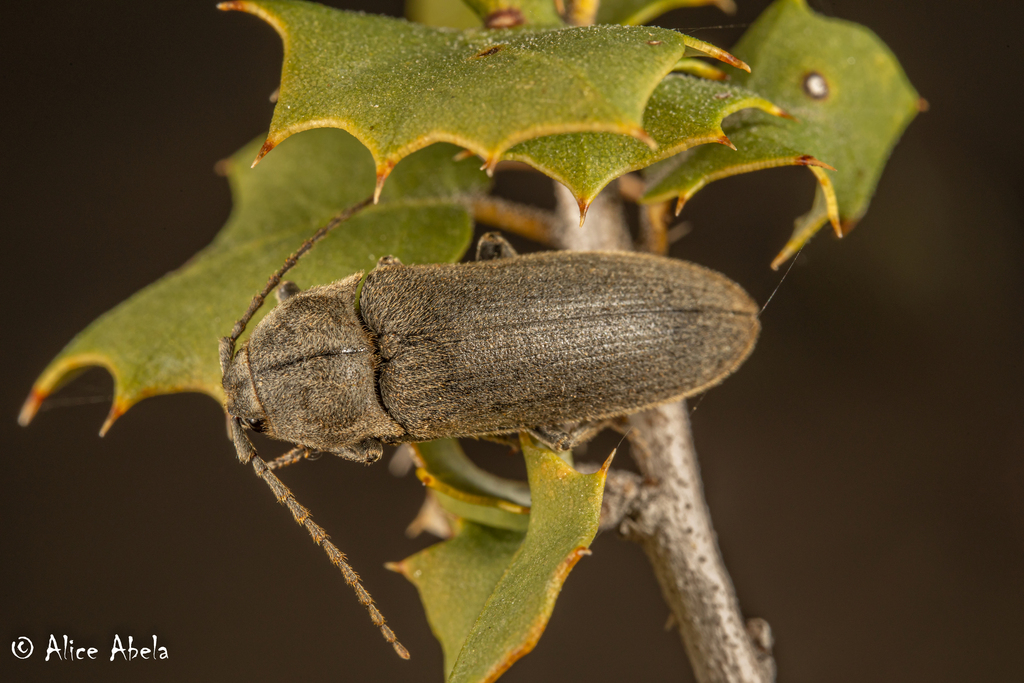 Perothops witticki from Santa Rosa Reservation, California, United ...