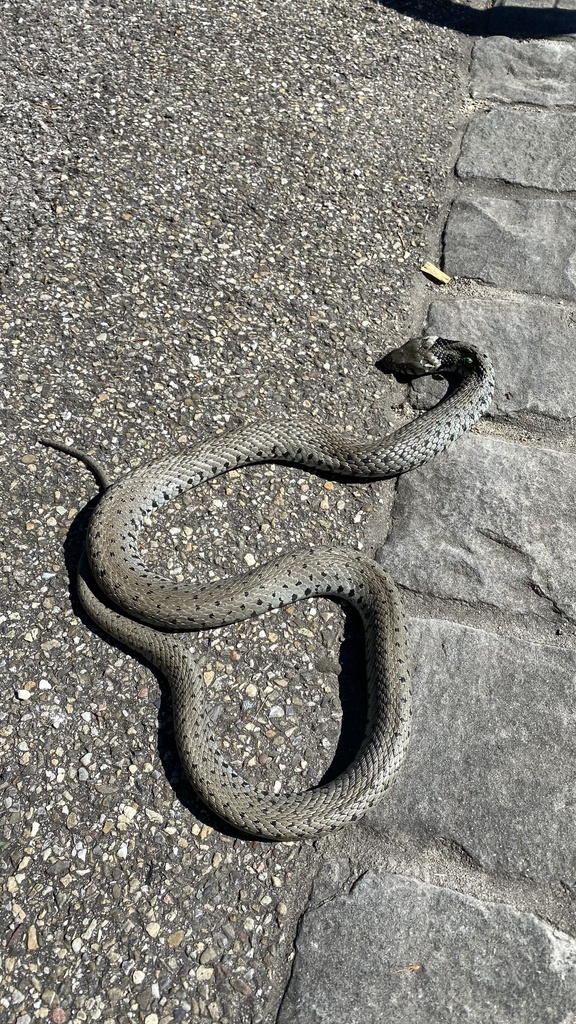 barred grass snake in July 2022 by Garten zum Klee · iNaturalist