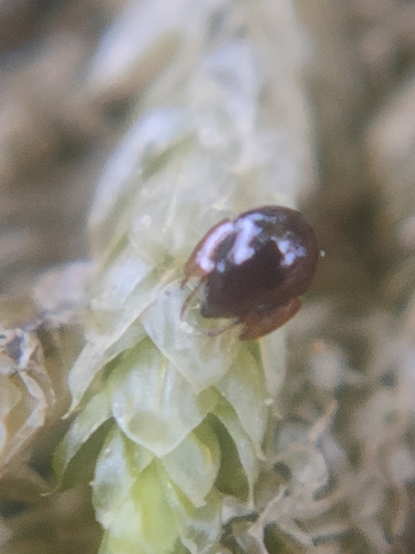 Pelopeaous Insect Genus Peloptulus · iNaturalist